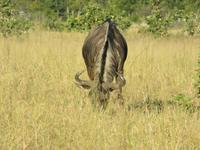 Pirschfahrt im Hwange Nationalpark - Gnu