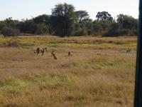 Pirschfahrt im Hwange Nationalpark - Löwen hautnah
