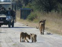 Pirschfahrt im Hwange Nationalpark - Löwen hautnah
