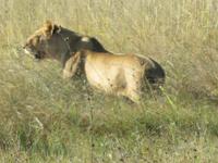 Pirschfahrt im Hwange Nationalpark - Löwen