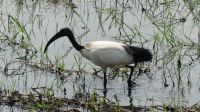 Pirschfahrt im Mahango Park - Heiliger Ibis