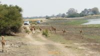 Pirschfahrt im Mahango Park 
