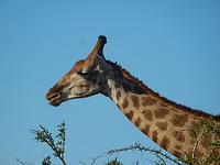 Porträt Giraffe