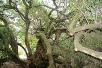 Postbaum (2)