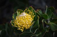 Protea Tafelberg