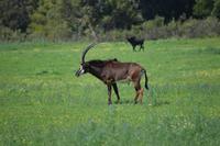 Rappenantilope