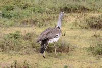 Riesentrappe im Ngorongoro Crater