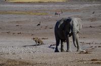 Riesentrappe, Oryx, Löwe und Elefant