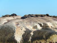 Robben-Insel