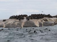 Robbeninsel