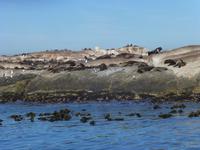 Robbeninsel