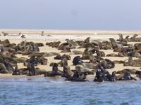 Robbeninsel