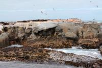 Robbeninsel