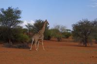 Rundfahrt in der Kalahari - Giraffe