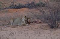 Rundfahrt in der Kalahari - OMG, Touristen!