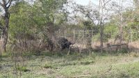 Rundreise Südafrika - Büffel im Krüger-Nationalpark