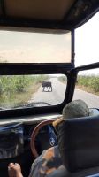 Rundreise Südafrika - Büffel im Krüger-Nationalpark