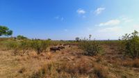 Rundreise Südafrika - Büffel im Krüger-Nationalpark