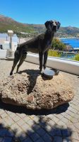 Rundreise Südafrika - Denkmal von Just Nuisance am Jubilee Square in Simons Town