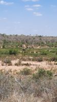 Rundreise Südafrika - Elefanten im Krüger-Nationalpark