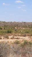 Rundreise Südafrika - Elefanten im Krüger-Nationalpark