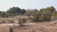 Rundreise Südafrika - Fast Food im Krüger-Nationalpark