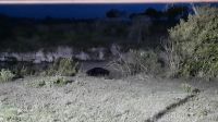 Rundreise Südafrika - Flusspferde an der Nkambeni Tented Lodge