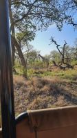 Rundreise Südafrika - Giraffen im Krüger-Nationalpark