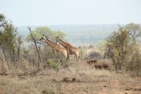Rundreise Südafrika - Giraffen im Krüger-Nationalpark