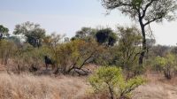 Rundreise Südafrika - Gnu im Krüger-Nationalpark
