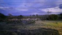 Rundreise Südafrika - Guten Abend im Krüger-Nationalpark in der Nkambeni Tented Lodge