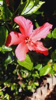 Rundreise Südafrika - Hibiskus