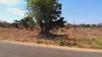 Rundreise Südafrika - Impala (Fast Food) im Krüger-Nationalpark
