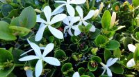 Rundreise Südafrika - Jasmin in Knysna