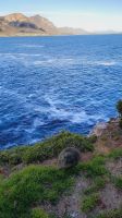Rundreise Südafrika - Klippschliefer in Hermanus