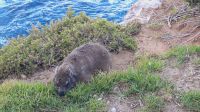 Rundreise Südafrika - Klippschliefer in Hermanus
