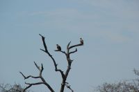 Rundreise Südafrika - Krüger-Nationalpark