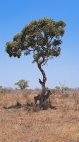 Rundreise Südafrika - Kudu im Krüger-Nationalpark