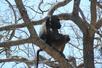 Rundreise Südafrika - Pavian im Krüger-Nationalpark
