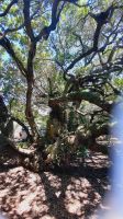 Rundreise Südafrika - Postbaum im Diaz-Museum in Mossel Bay