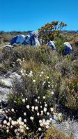 Rundreise Südafrika - Rundgang auf dem Tafelberg in Kapstadt