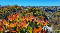 Rundreise Südafrika - Rundgang auf dem Tafelberg in Kapstadt