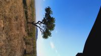 Rundreise Südafrika - Safari im Krüger-Nationalpark