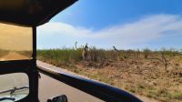 Rundreise Südafrika - Safari im Krüger-Nationalpark