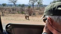 Rundreise Südafrika - Warzenschwein im Krüger-Nationalpark