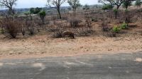 Rundreise Südafrika - Warzenschwein im Krüger-Nationalpark