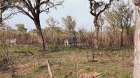 Rundreise Südafrika - Zebras im Krüger-Nationalpark