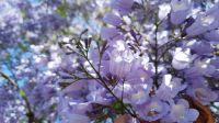 Rundreise Südafrika - blühende Jacarandas in Pretoria