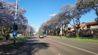 Rundreise Südafrika - blühende Jacarandas in Pretoria