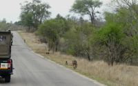 Südafrika - Kruger Nationalpark - Affenparade